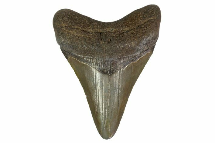 Fossil Megalodon Tooth - South Carolina #130754